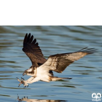 گونه عقاب ماهیگیر Osprey